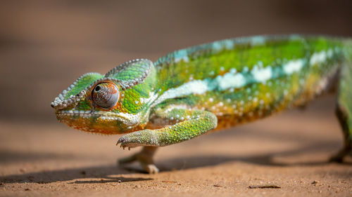 Close-up of caterpillar on a land