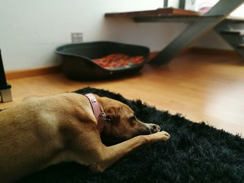 High angle view of dog relaxing on rug at home