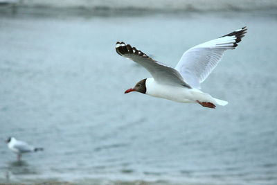 Seagulls flying over sea