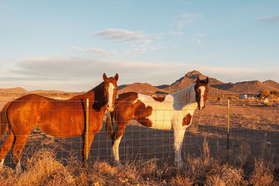 View of a horse on field