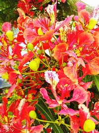 Close-up of red flowers blooming outdoors