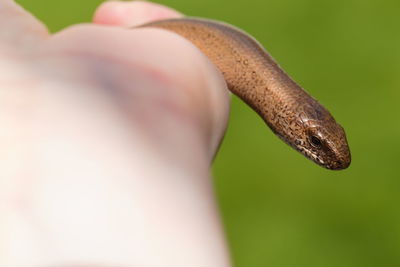 Close-up of a hand