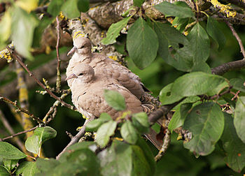 Bird perching on a branch