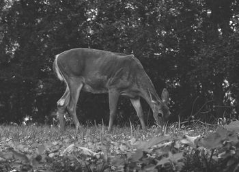 Side view of deer grazing on field