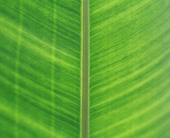 Close-up of leaf