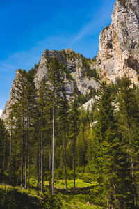 Low angle view of pine trees against sky