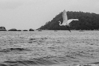 Seagull flying over sea