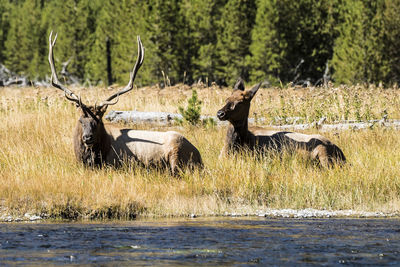 Deer by the lake