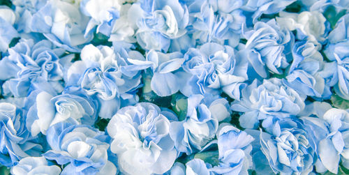 Full frame shot of white and blue carnation flowers