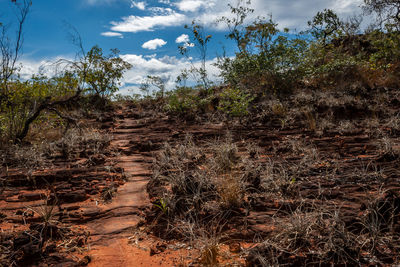 Plants growing on land against sky