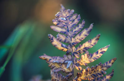 Close-up of purple flowering plant