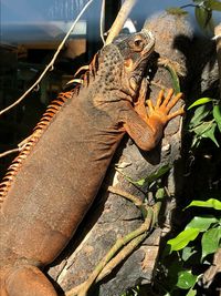 Close-up of lizard