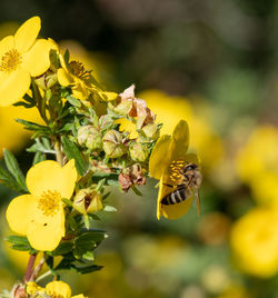 Close-up of bee pollinating on yellow flower