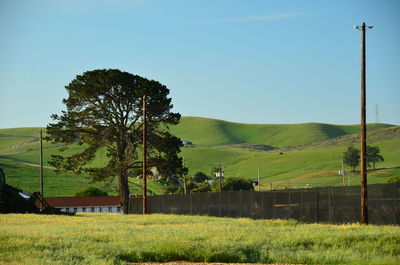 Trees on field against sky