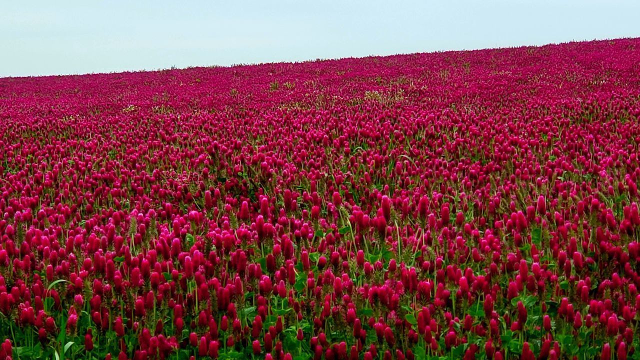 PINK FLOWERING PLANTS ON FIELD