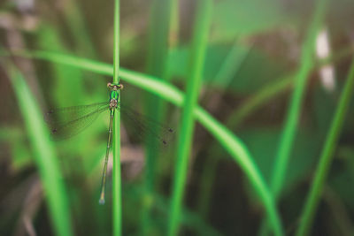 Close-up of insect on grass
