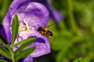 Close-up of bee pollinating on purple flower