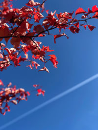 Low angle view of cherry blossoms against sky