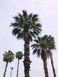 Low angle view of palm tree against clear sky