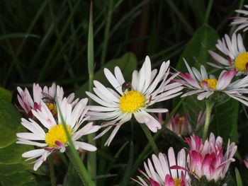 Close-up of pink and white flowers