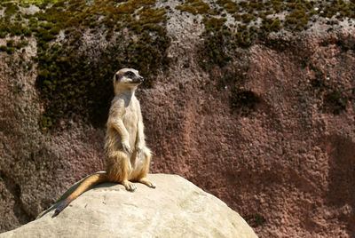 Close-up of lion sitting on rock