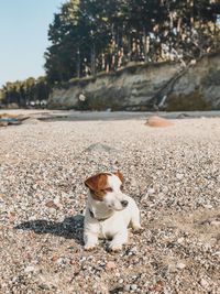 Dog looking away