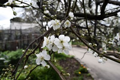 Close-up of white flowers