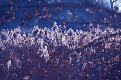 Close-up of plants against trees