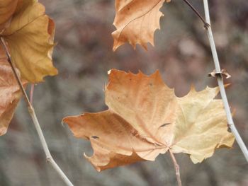 Close-up of dry leaf on autumnal leaves
