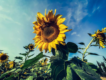 Low angle view of sunflower against sky