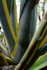 Close-up of cactus plant