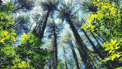 Low angle view of trees and plants in forest