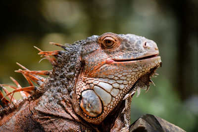 Close-up of iguana