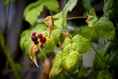 Close-up of berries growing on plant