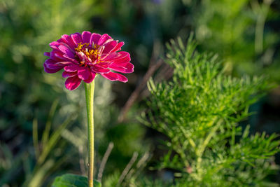 Close-up of pink flower