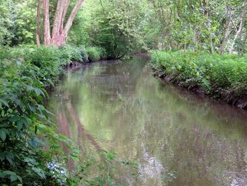 Reflection of trees in water