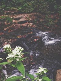 Plant growing in water