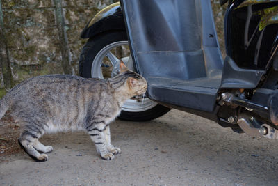 Cat sitting in car