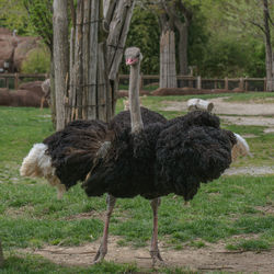 Ostrich on field