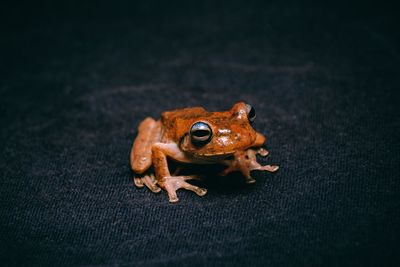 Close-up of frog on textile