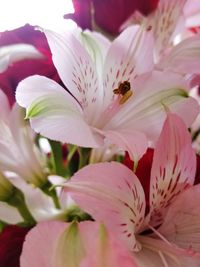 Close-up of pink flowers blooming outdoors