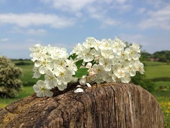 Close-up of white flowers