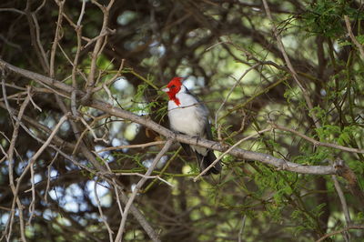 Low angle view of bird perching on branch