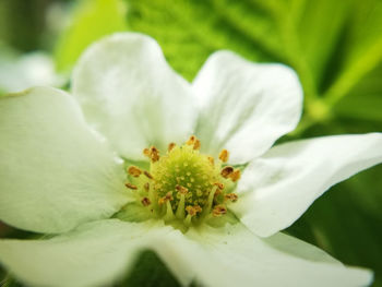 Close-up of white flowering plant