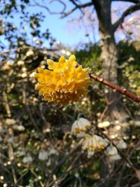 Close-up of yellow flower blooming on tree