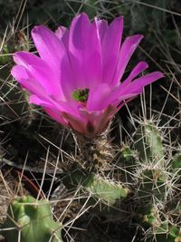 Close-up of pink flowers