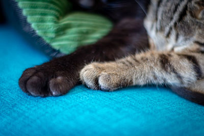 Close-up of a cat