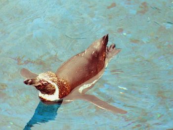 High angle view of turtle swimming in water