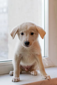 Cute little white puppy is sitting near a window.