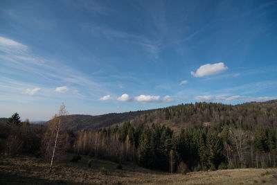 Trees on field against sky